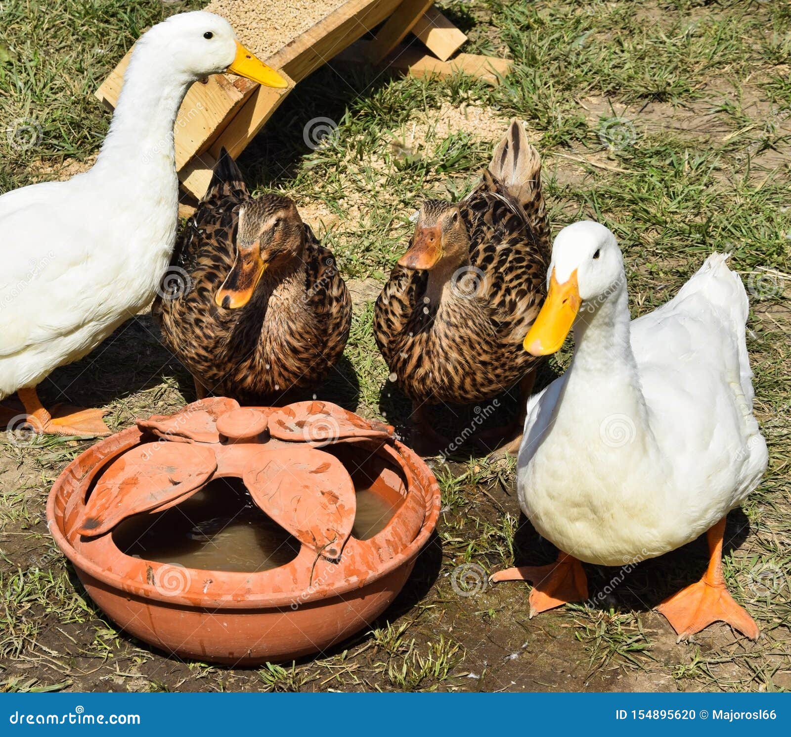 Ducks and Geese Next To a Drinkers Stock Photo Image of white