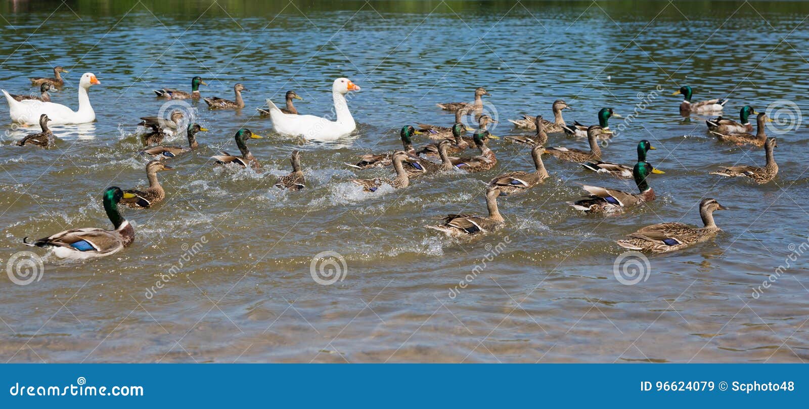 Ducks and Geese Swimming Fast Stock Image Image of swim, bird 96624079