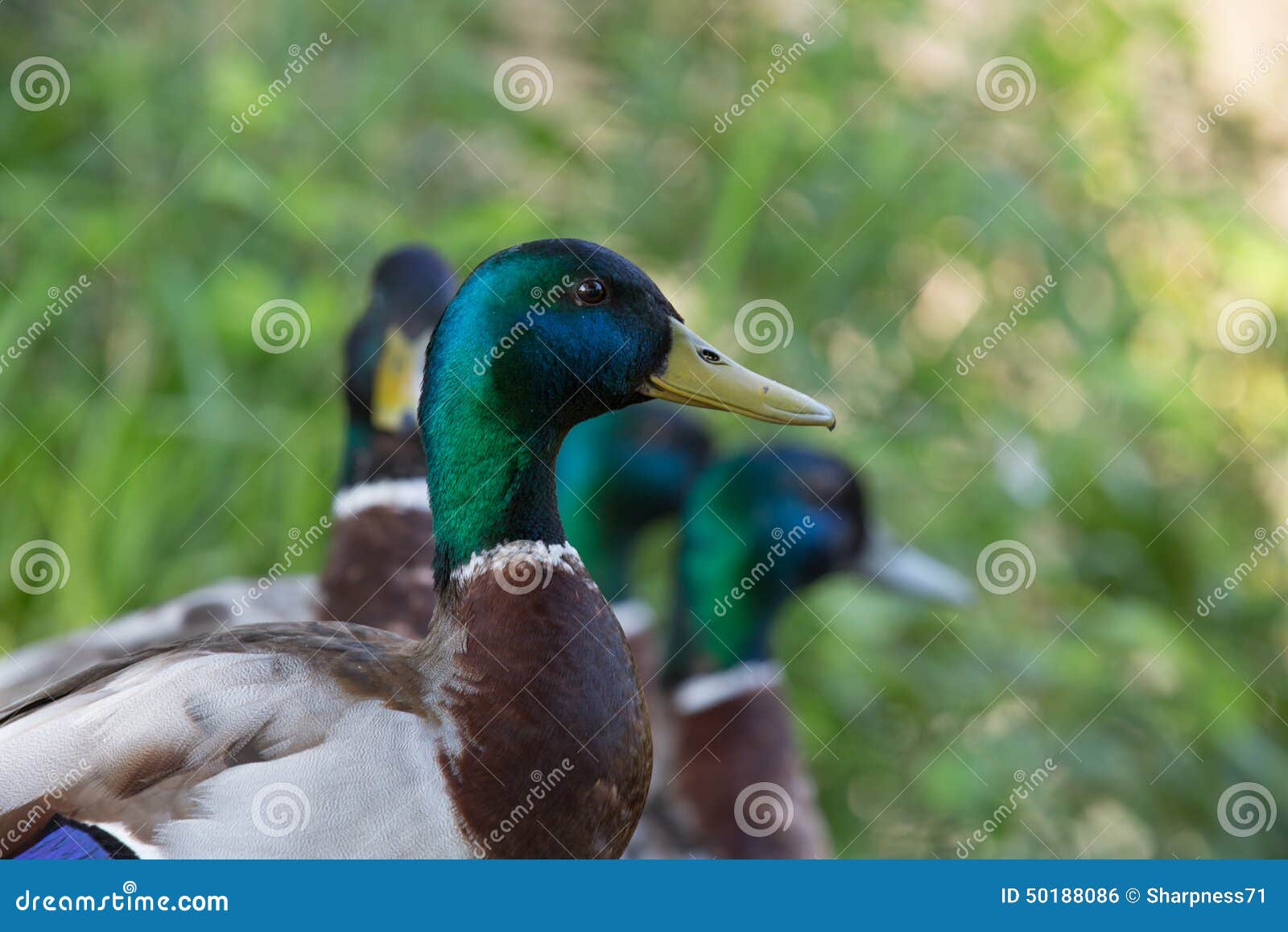 Ducks heads stock photo. Image of nature, heads, meadow 50188086