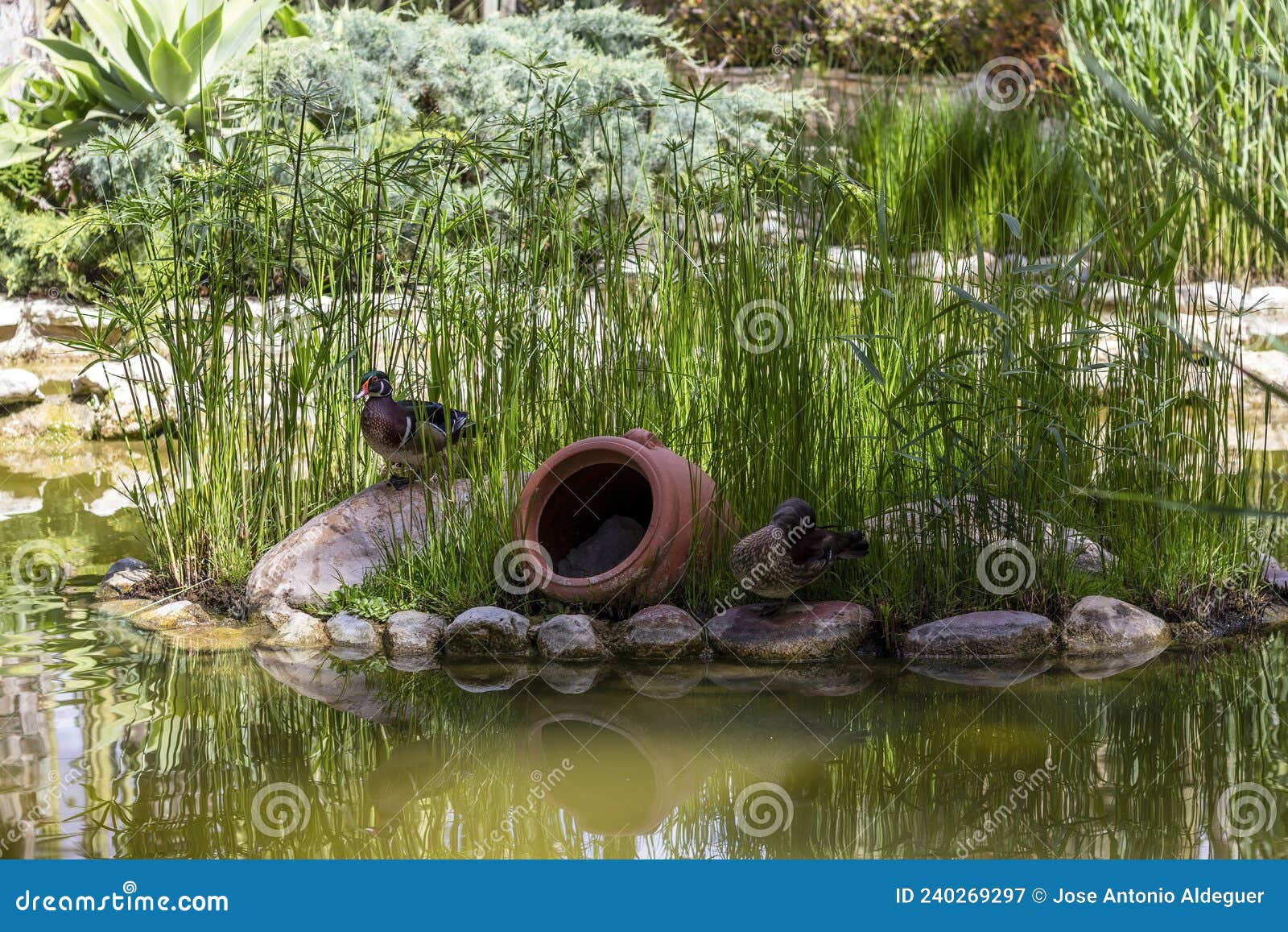 ducks in lagoon in elche's huerto del cura botanical garden