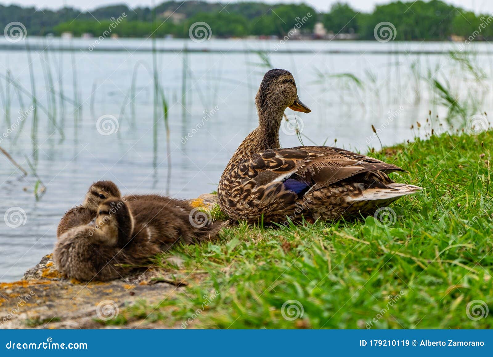 ducks in lake of banyoles in catalonia, spain.
