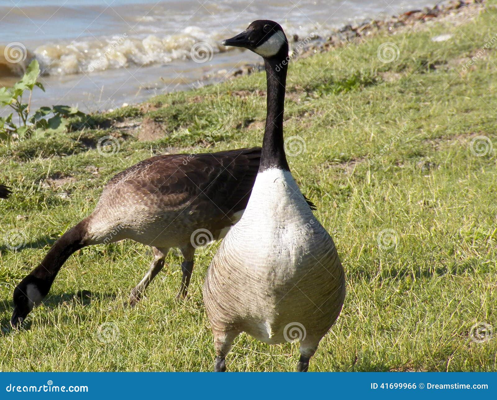 Ducks at Lake Erie stock photo. Image of lake, front 41699966