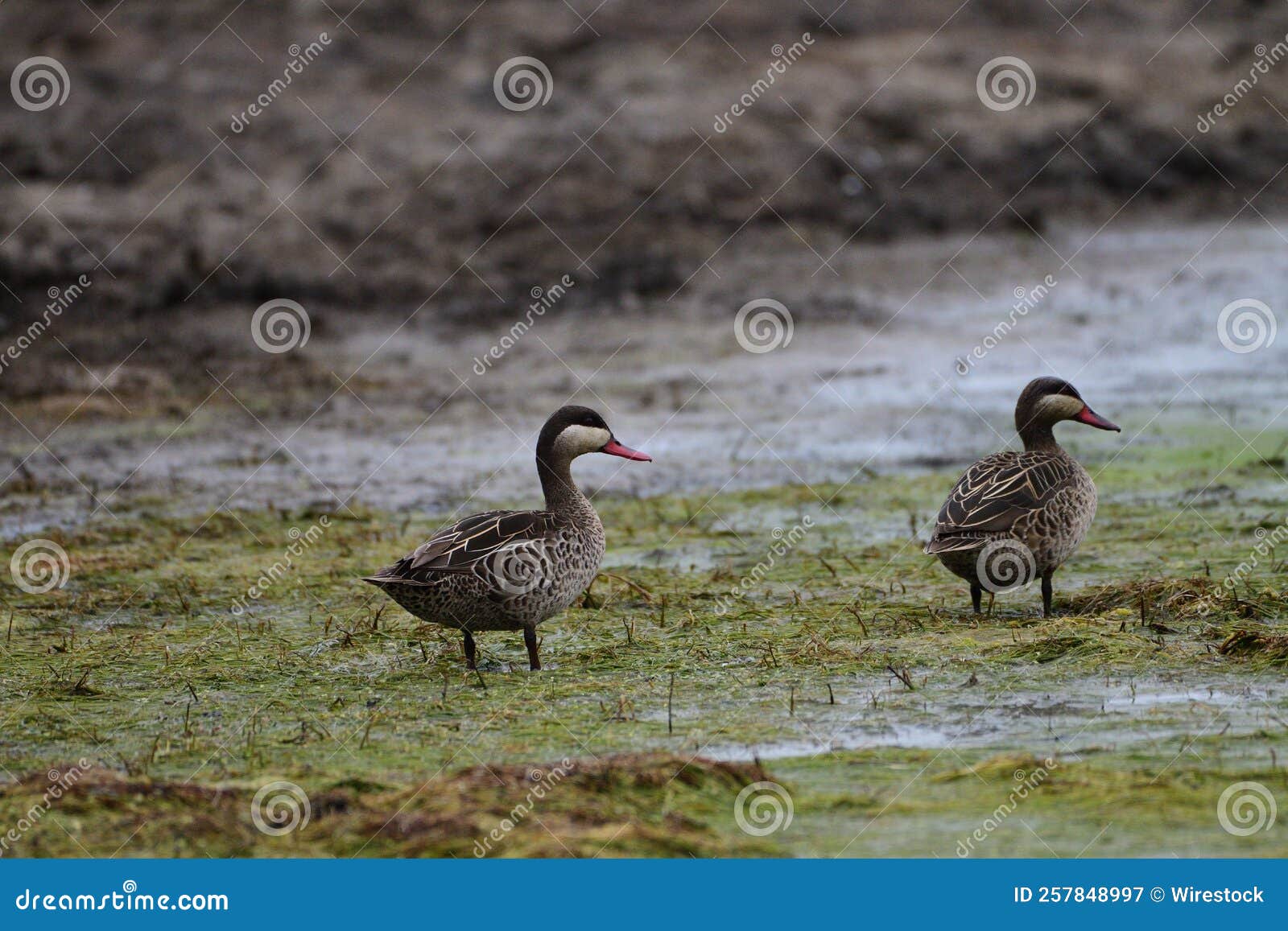 Ducks in the Pond Covered with Moss Stock Image Image of bird, wild