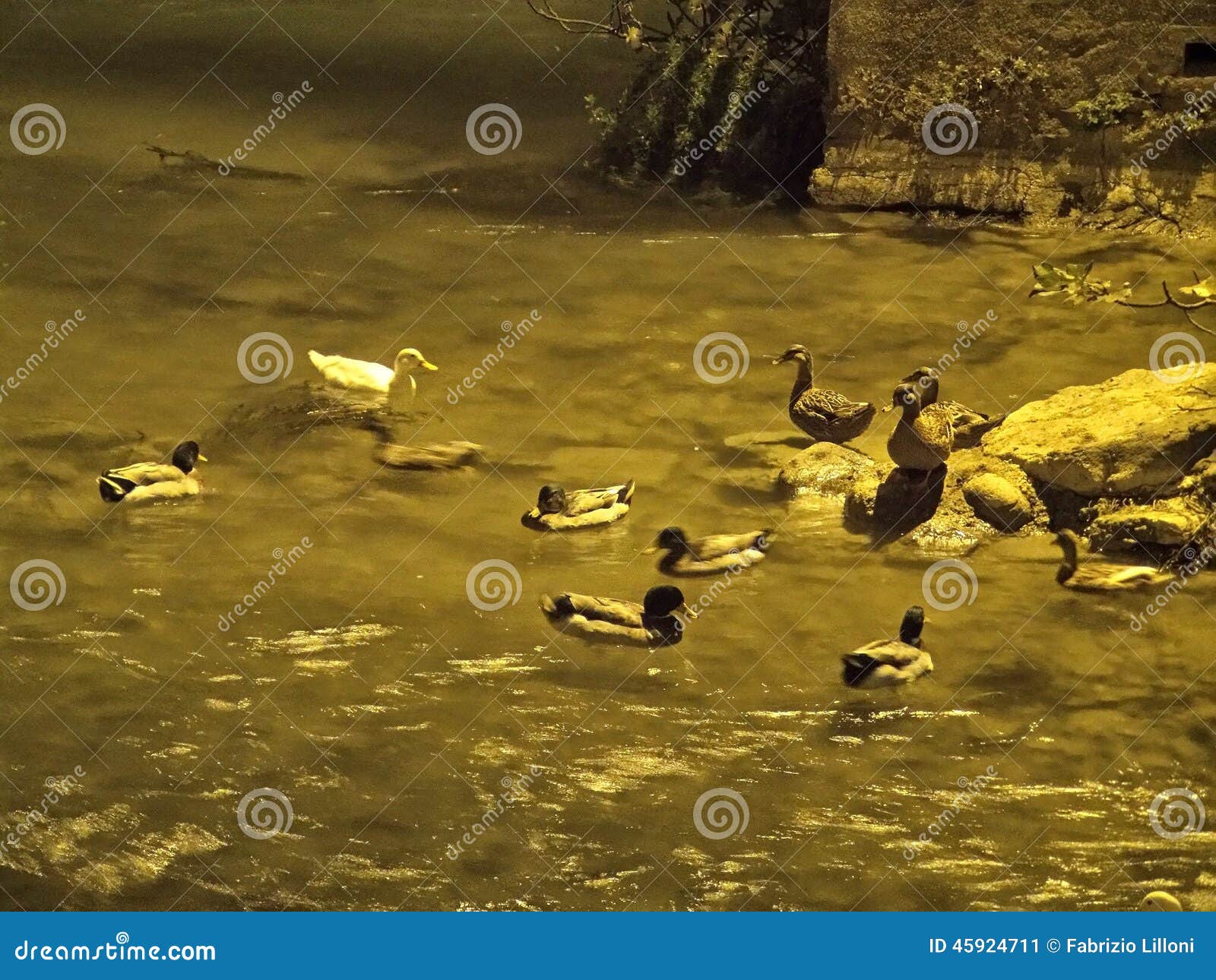 Ducks in the River at Night Stock Image Image of water, ducks 45924711