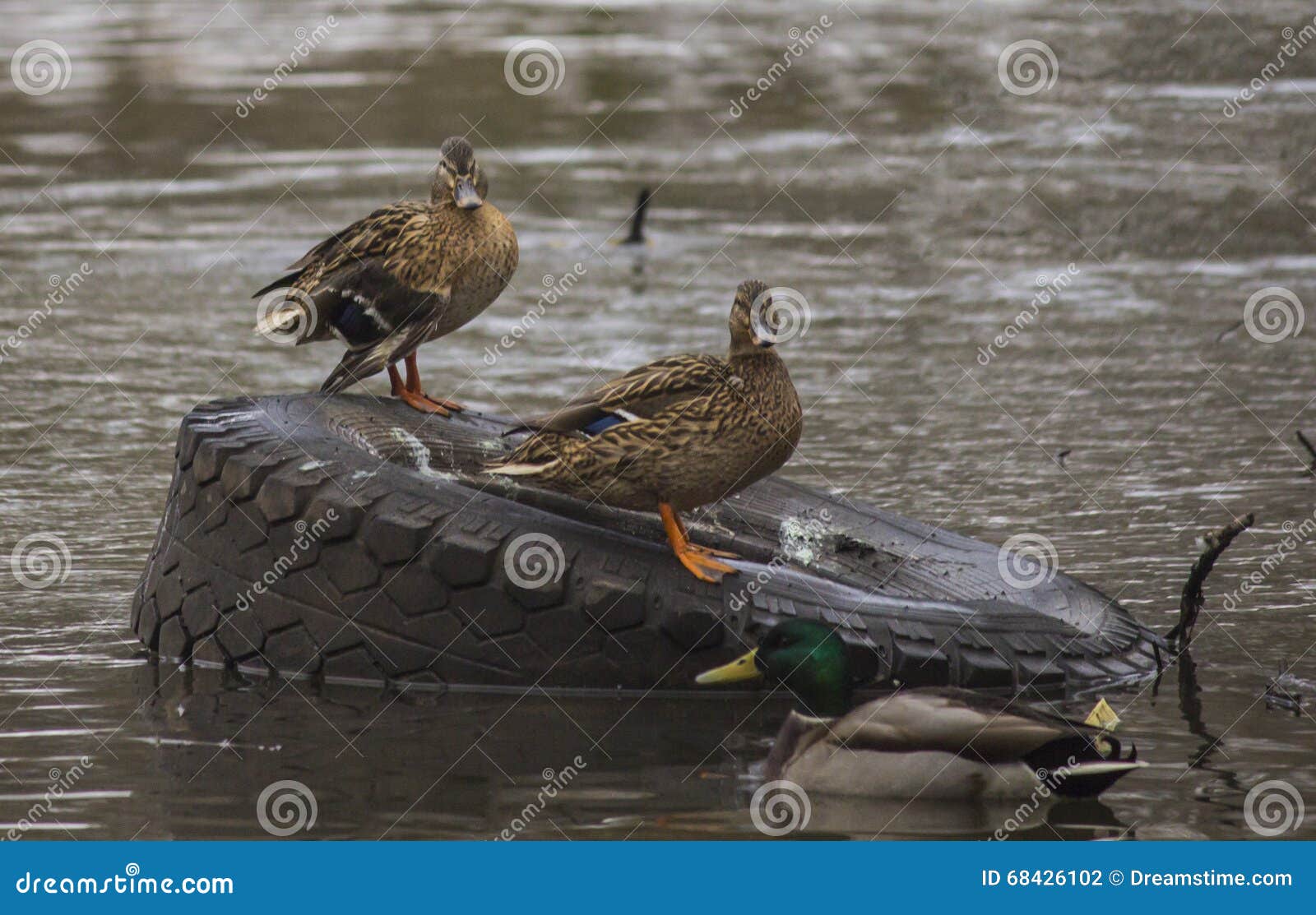 ducks on the river