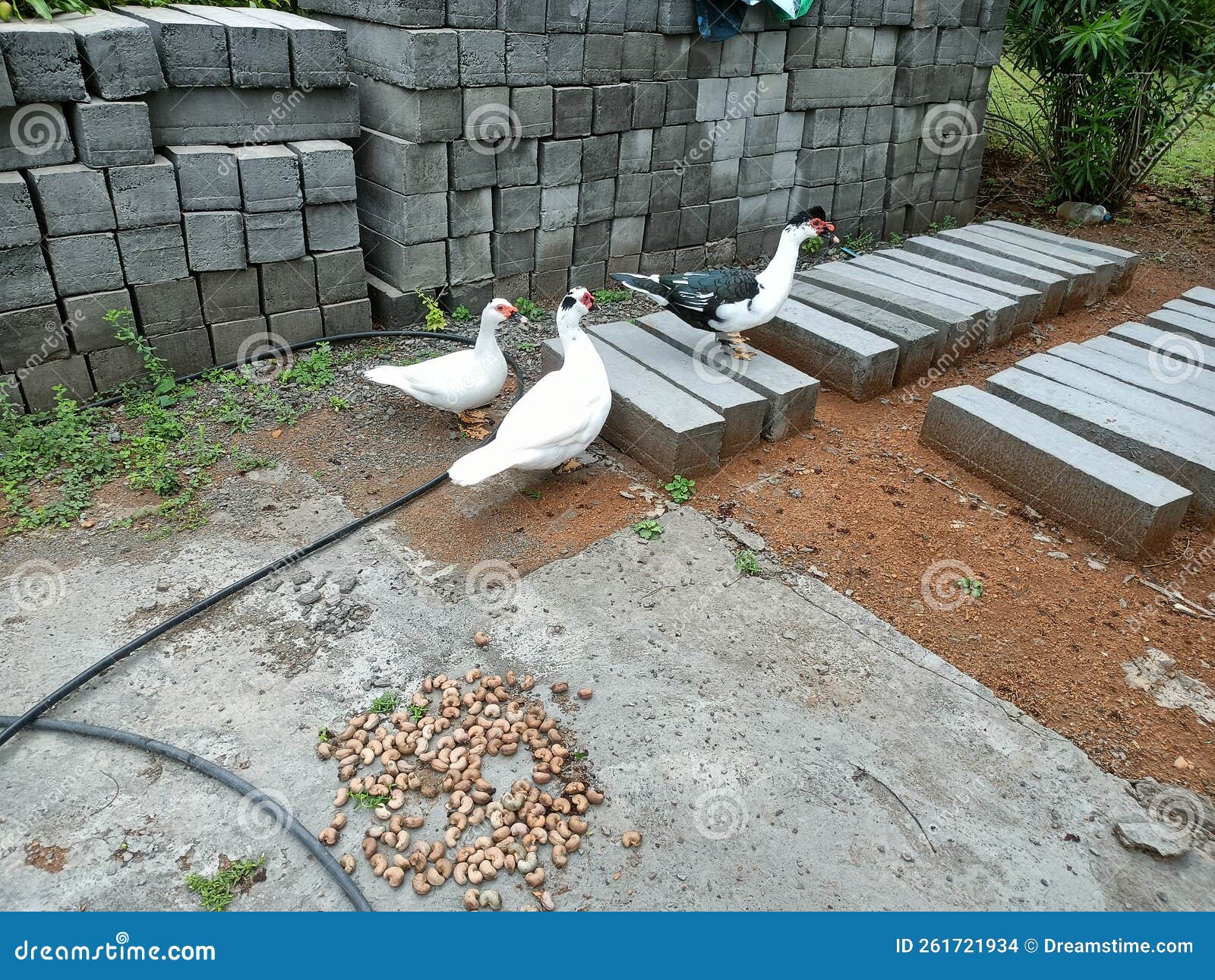 Ducks Roaming Around on Concrete Bricks Stock Photo Image of ducks