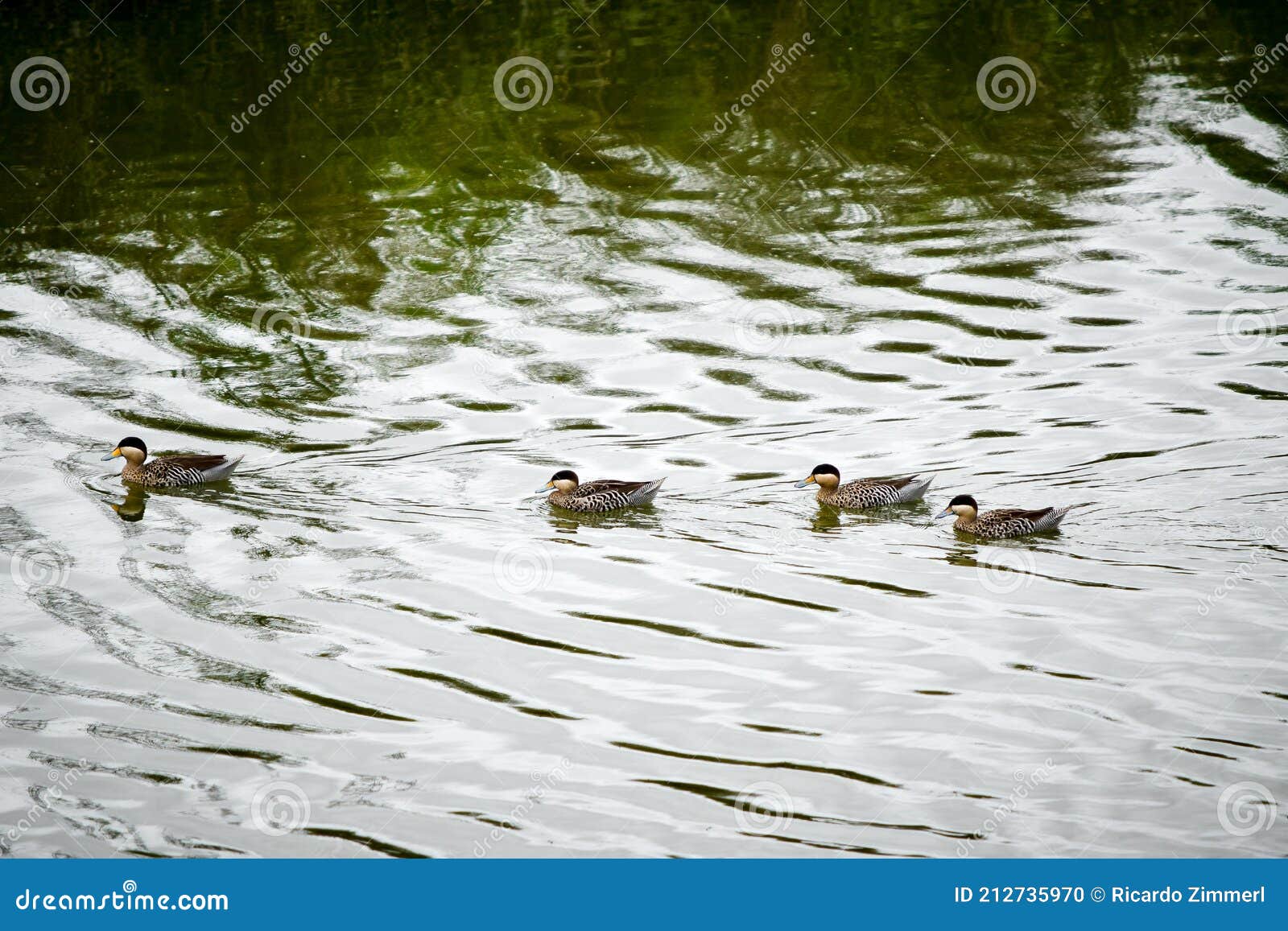 ducks sailing near the banks of a stream 2