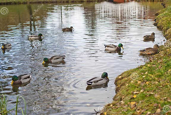 Ducks, Scientific Name, Anatidae Stock Photo - Image of fowl, duck