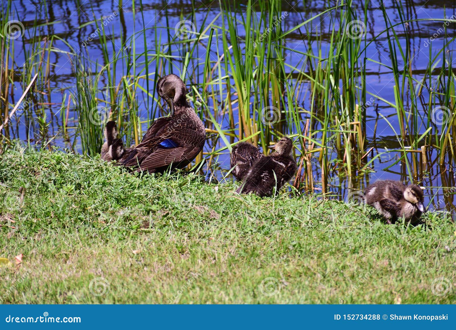 Ducks Sitting on the Edge of Pond Stock Photo Image of family
