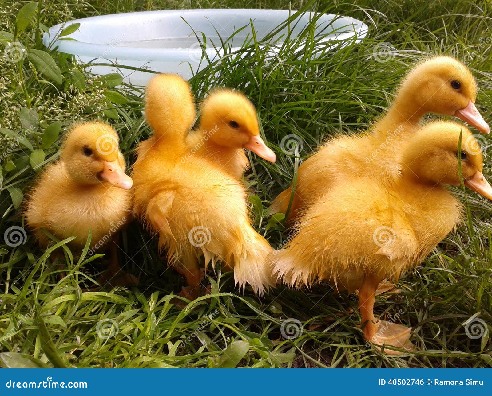 Colorful Baby Ducks
