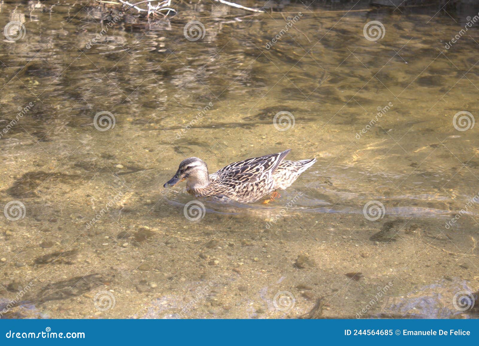 Pictures of Ducks in Their Everyday Life Stock Image Image of water