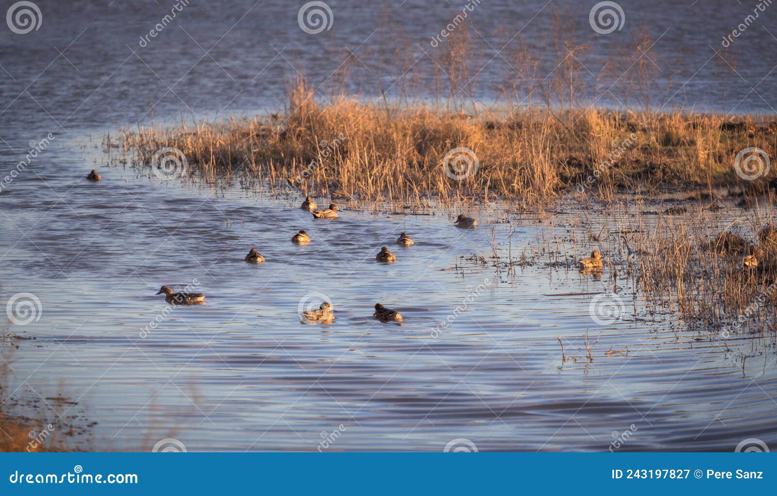 ducks spotted at aiguamolls d`emporda