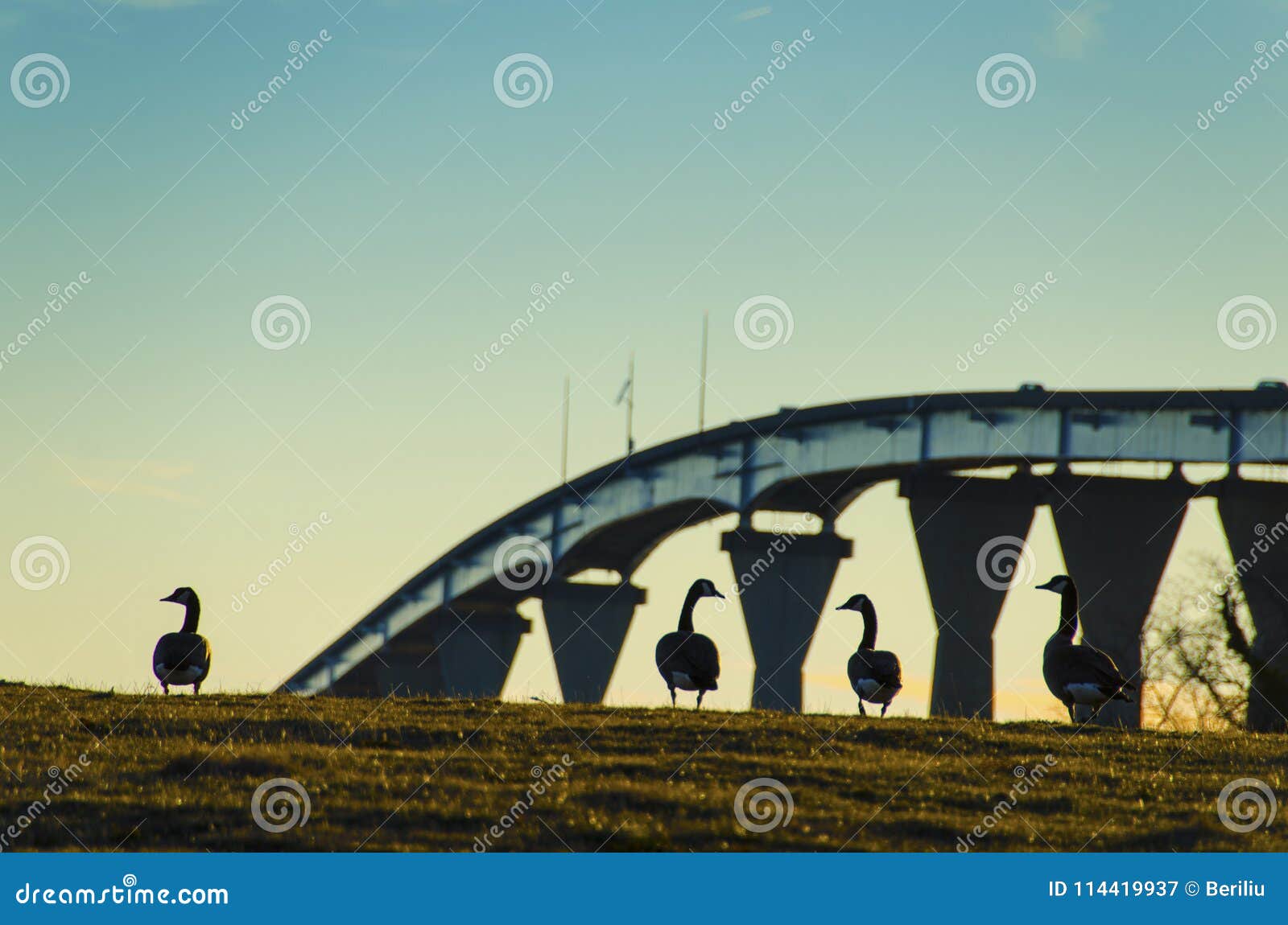 ducks at sunset against the gov thomas johnson bridge