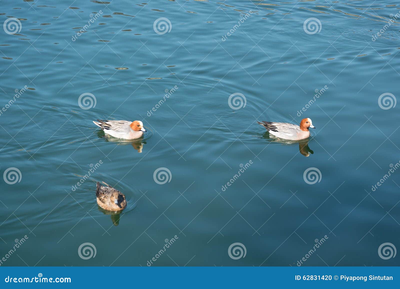 ducks swim in osaka japan