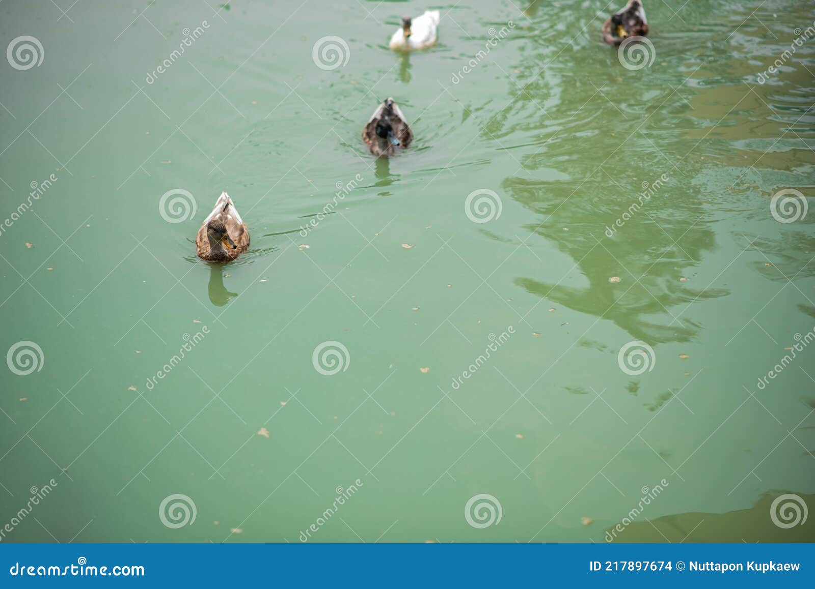 Ducks Swim in a Pond Background Stock Photo Image of birds, ducks