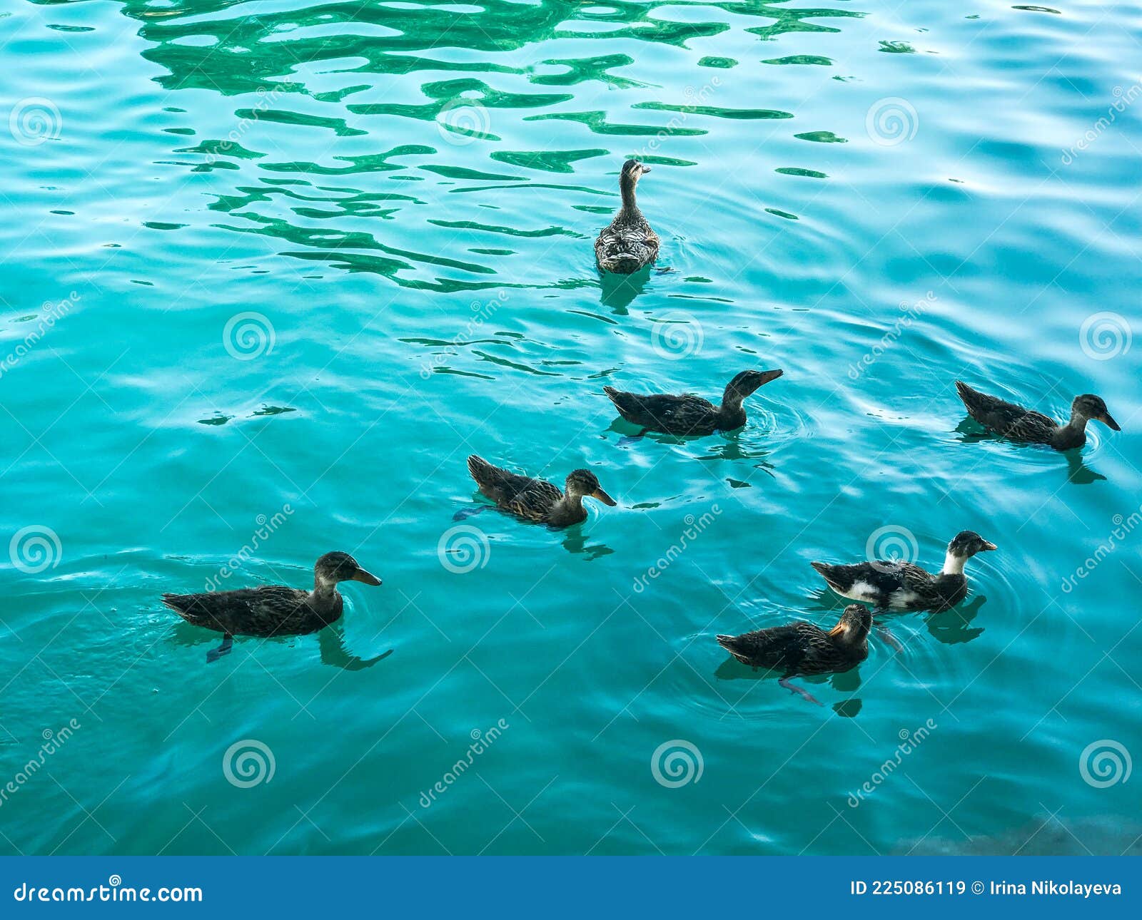 Ducks swim in the river stock image. Image of summer 225086119