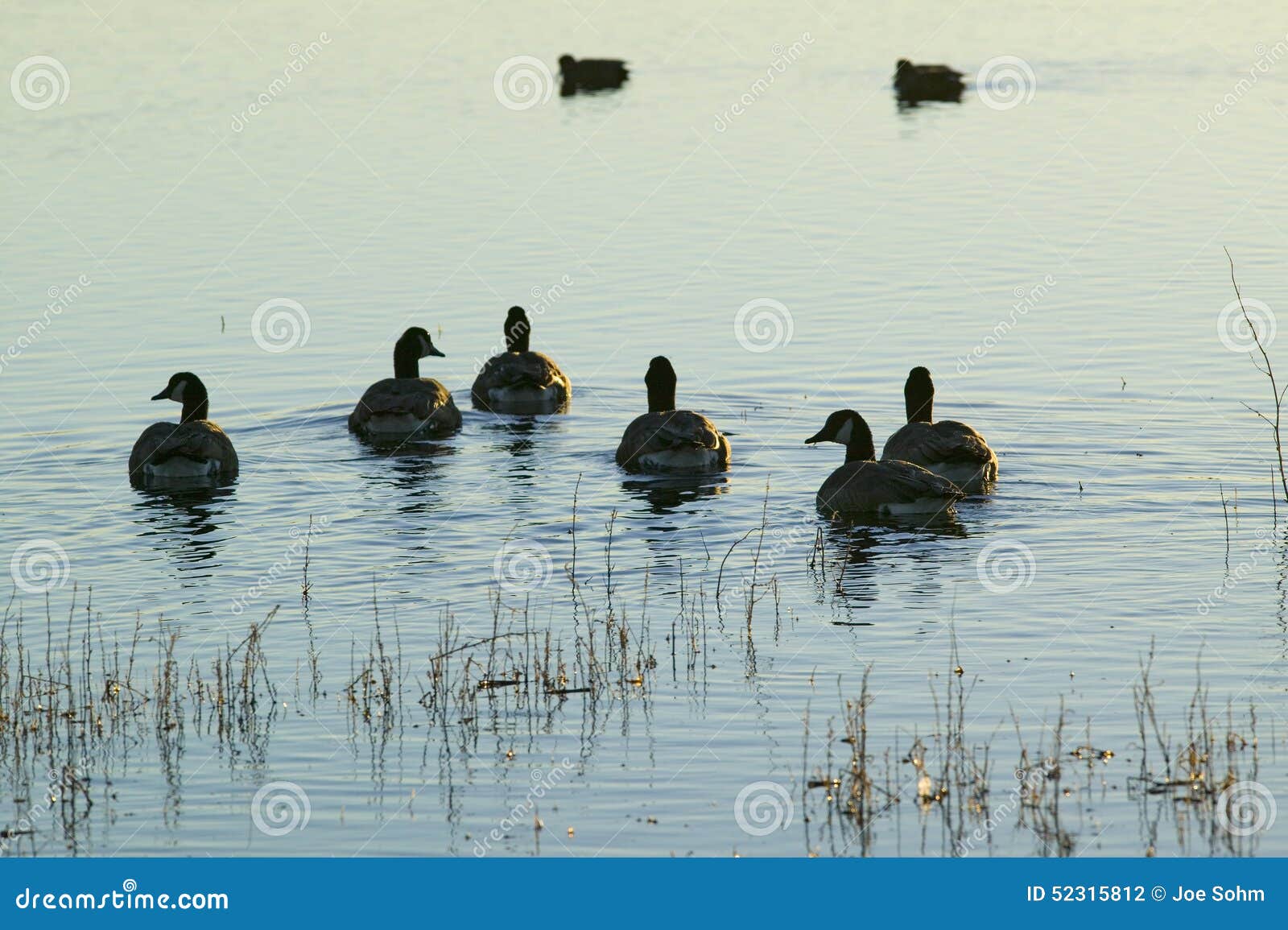 ducks swim at sunrise at the bosque del apache national wildlife refuge, near san antonio and socorro, new mexico