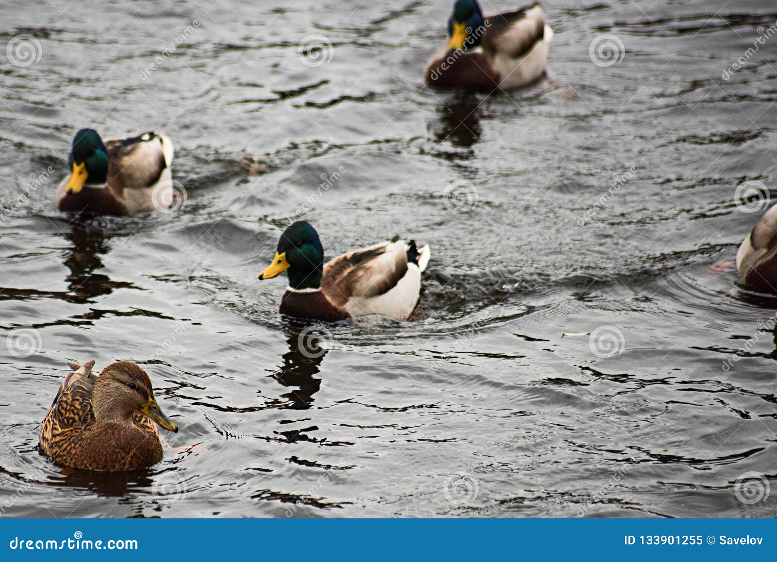 Ducks swim in the water stock image. Image of beak, animal 133901255