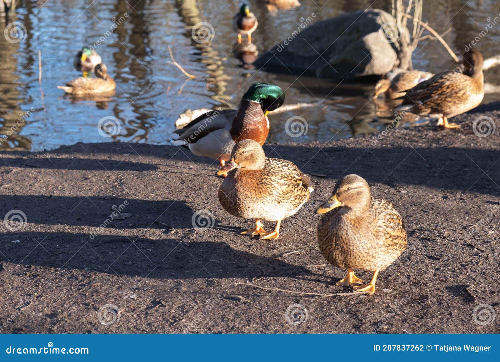 Ducks Swim in a Winter Pond in the Park Stock Photo Image of duckling, female 207837262