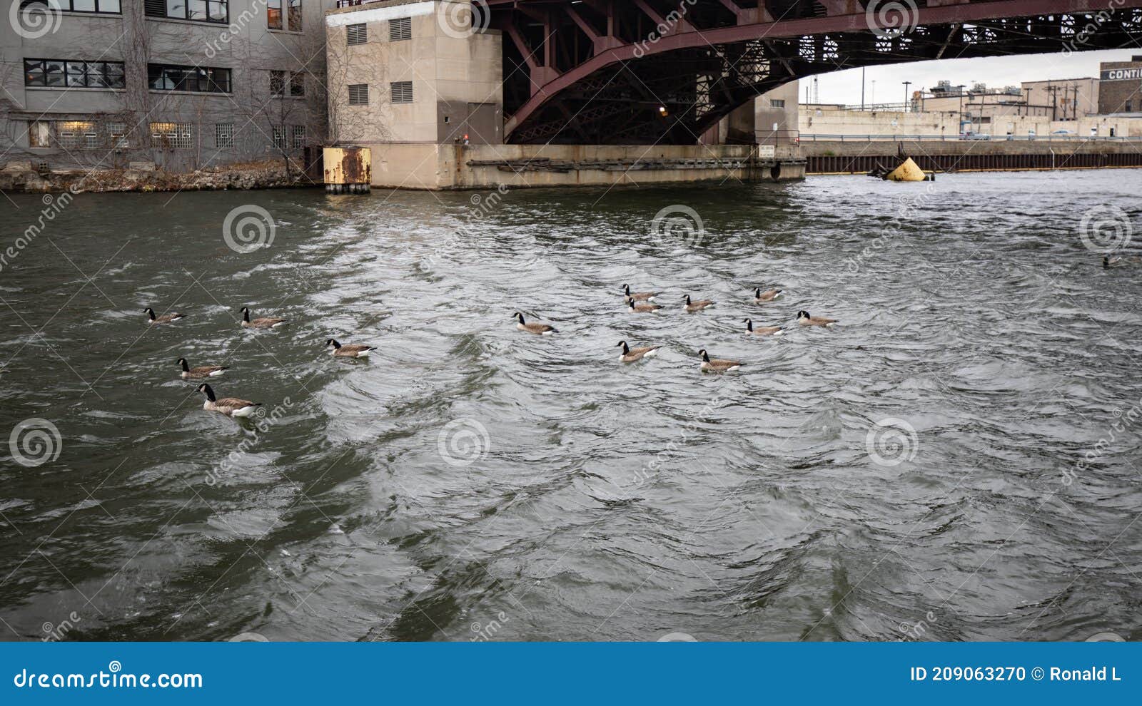 Ducks Swimming in Chicago River Stock Photo Image of canal, reservoir