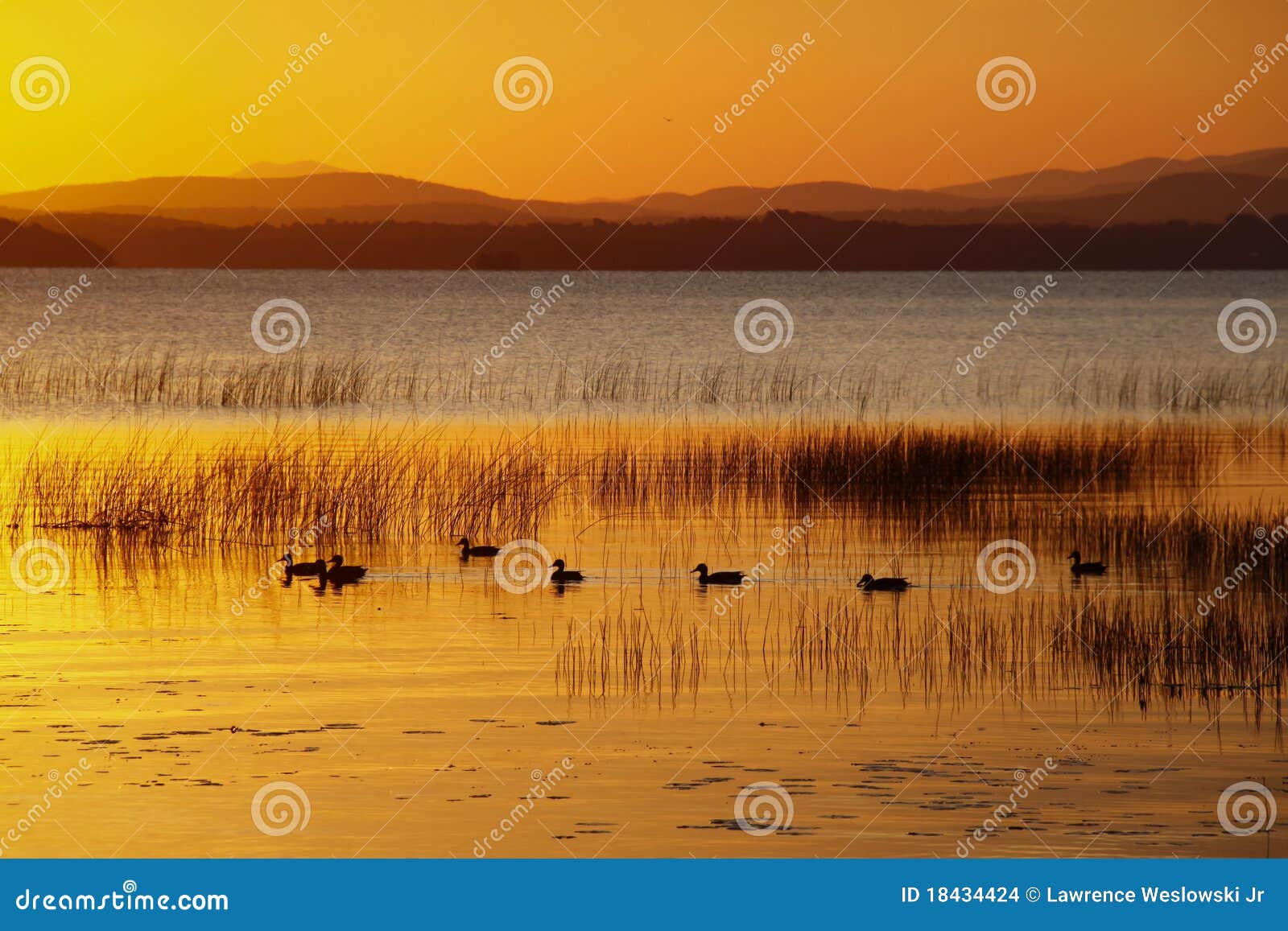 ducks swimming at sunrise lake champlain