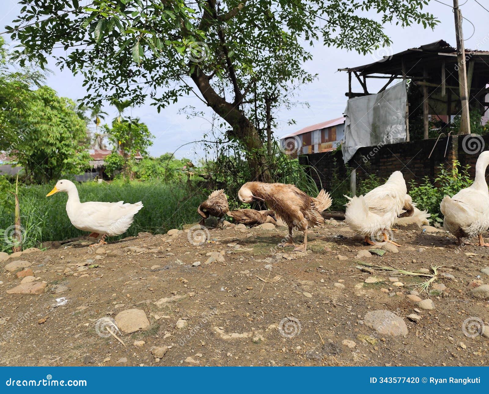 ducks are water birds that have fat bodies, wide beaks, and webbed feet that make it easier for them to swim.