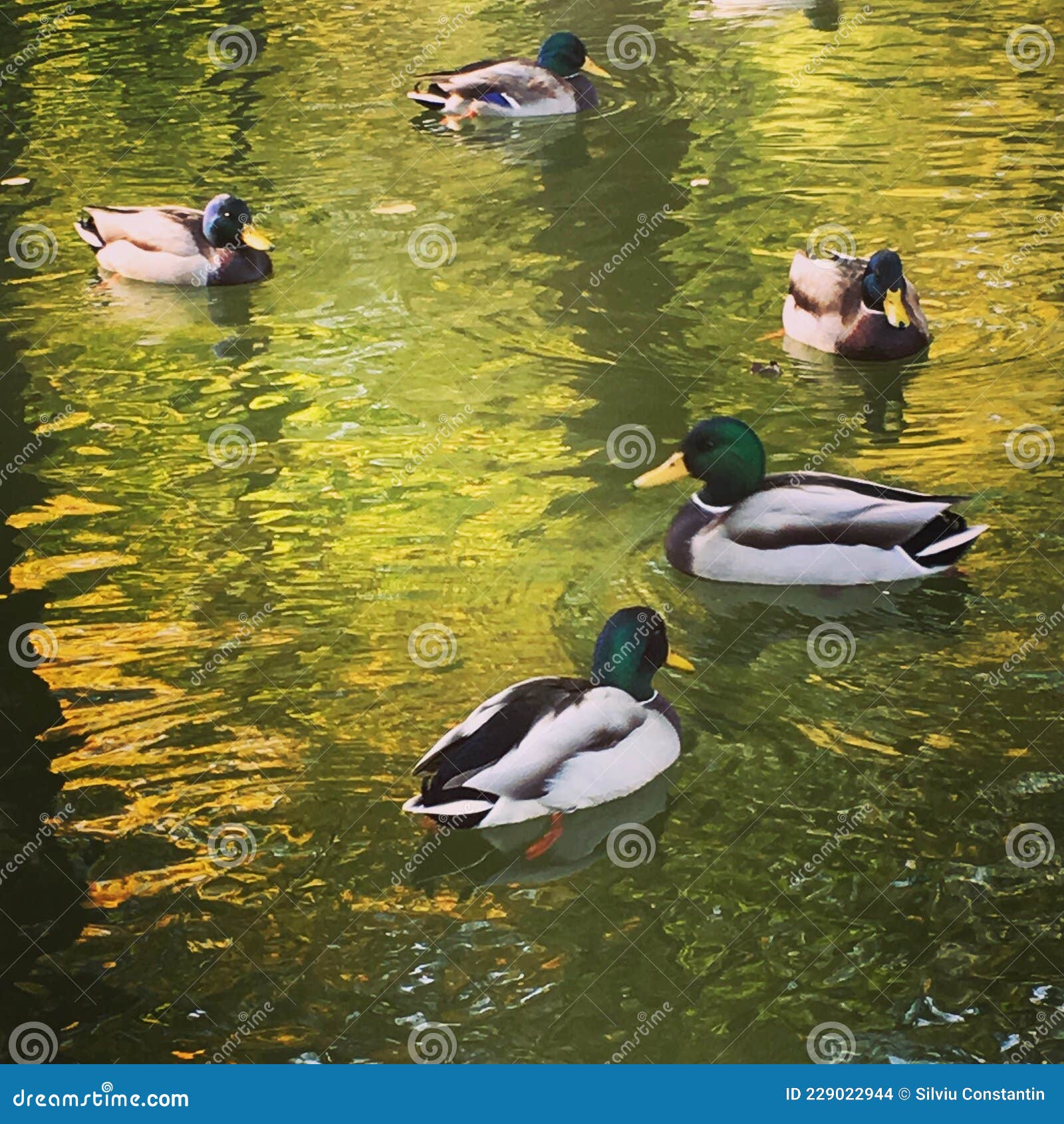 Ducks stock photo. Image of paint, watter, real, ducks 229022944