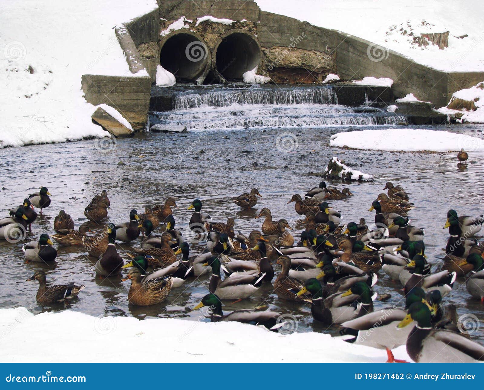 ducks winter in the city pond. ducks overwinter on the freezing river. problems of birds in ice-covered reservoir