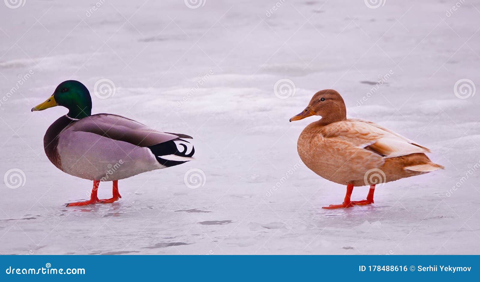 Ducks Living in the Wild with Their Lives Stock Photo Image of white