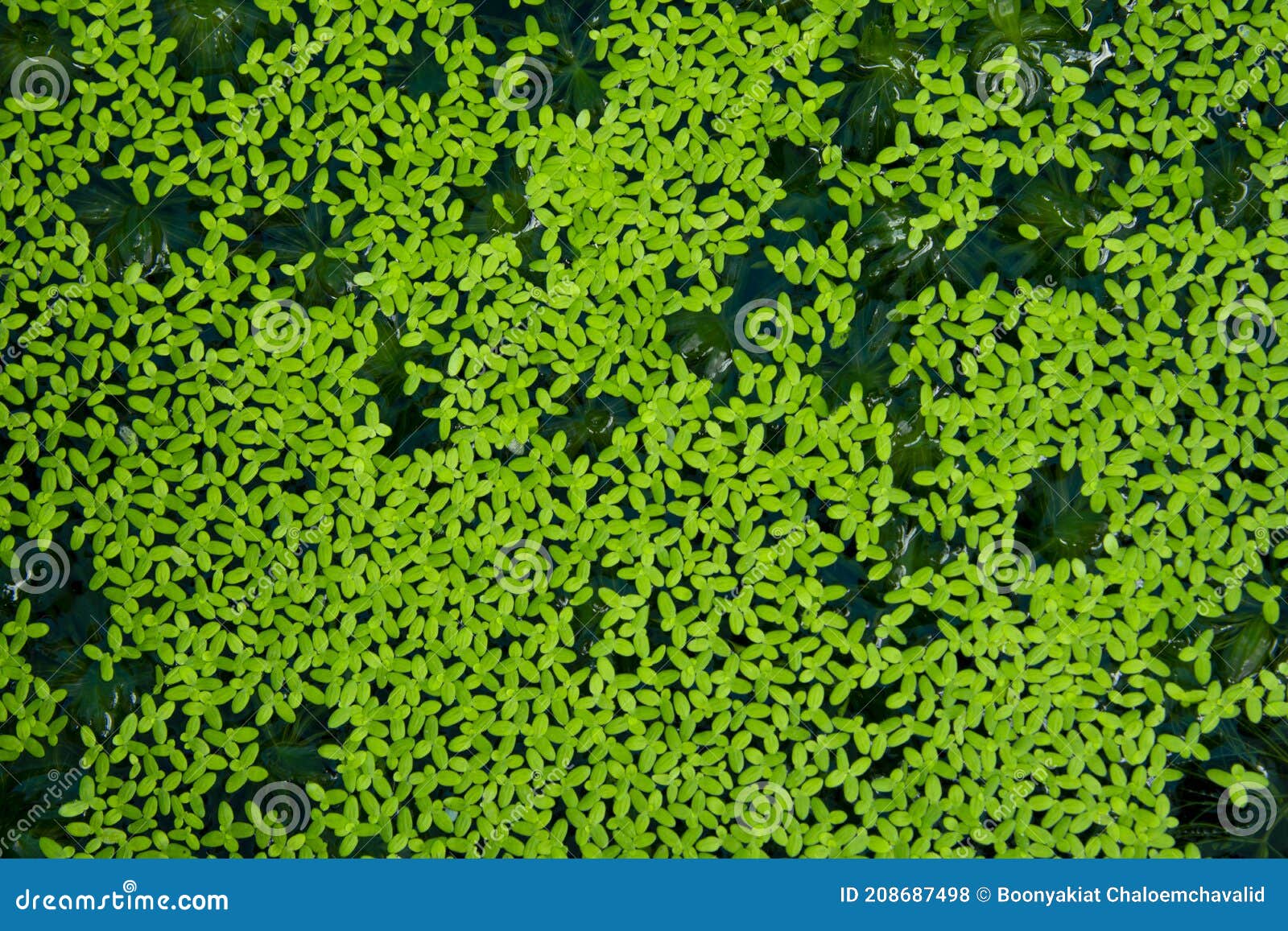 Duckweed and Algae on the Water Surface. Stock Photo Image of