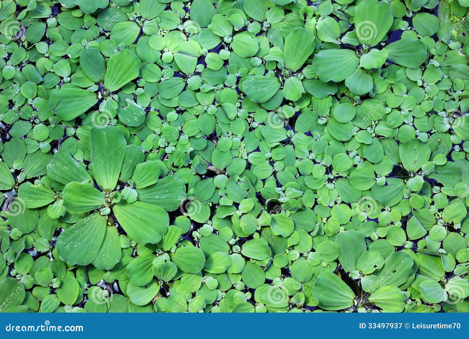 Duckweed stock image. Image of small, leaf, ecology, dirty - 33497937