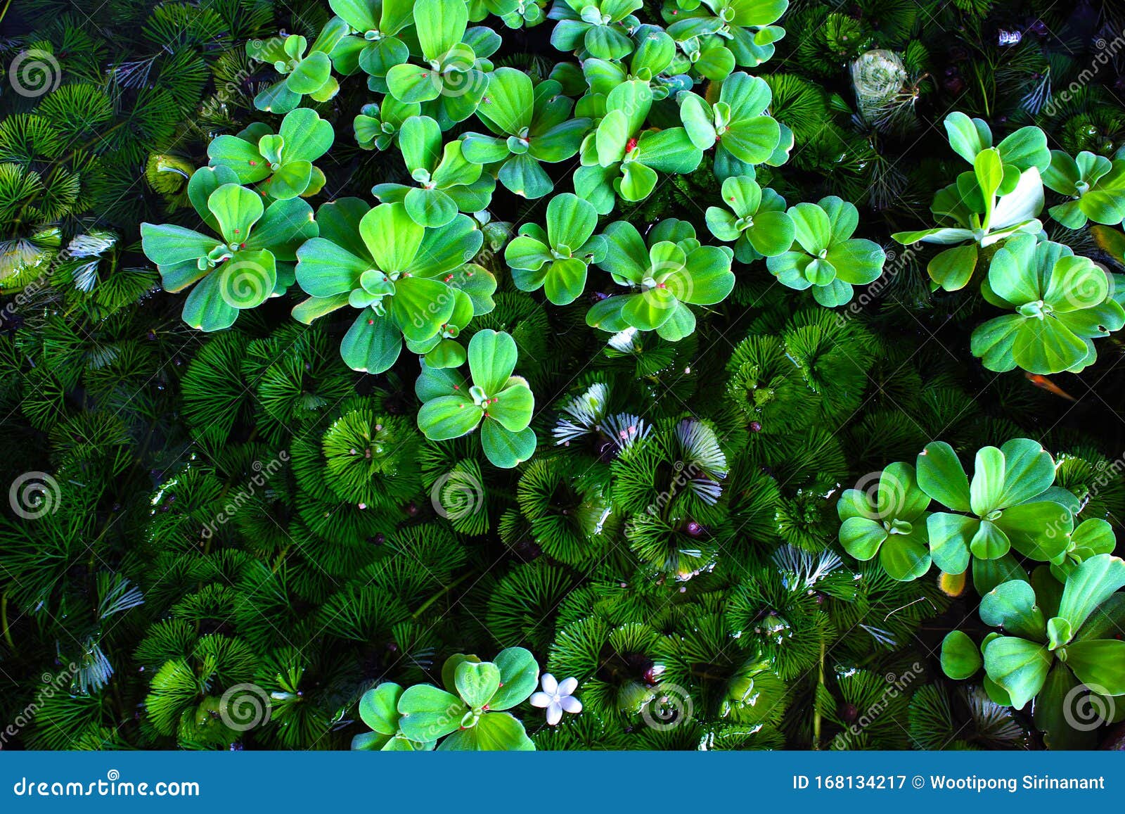 Duckweed and green algae stock image. Image of natural 168134217