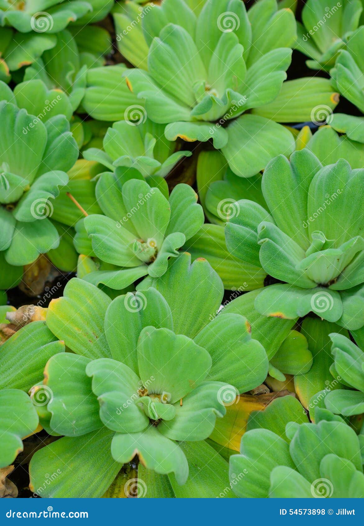 Duckweed Plant On Water, Covered With Green Lemna Pond, Frog In