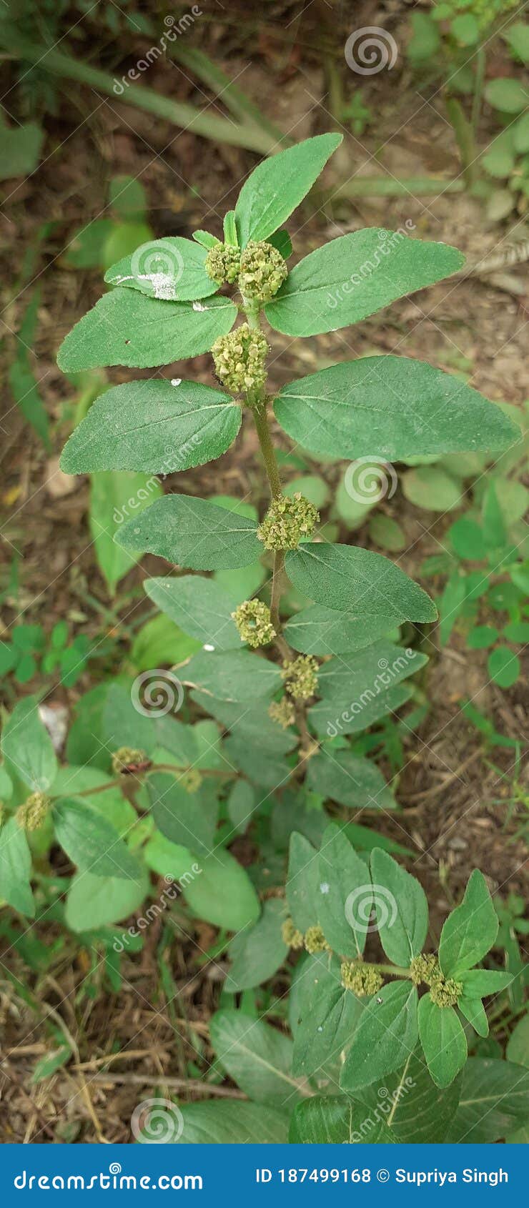 Dudhiya the ayurvedic herb stock photo. Image of ayurvedic 187499168