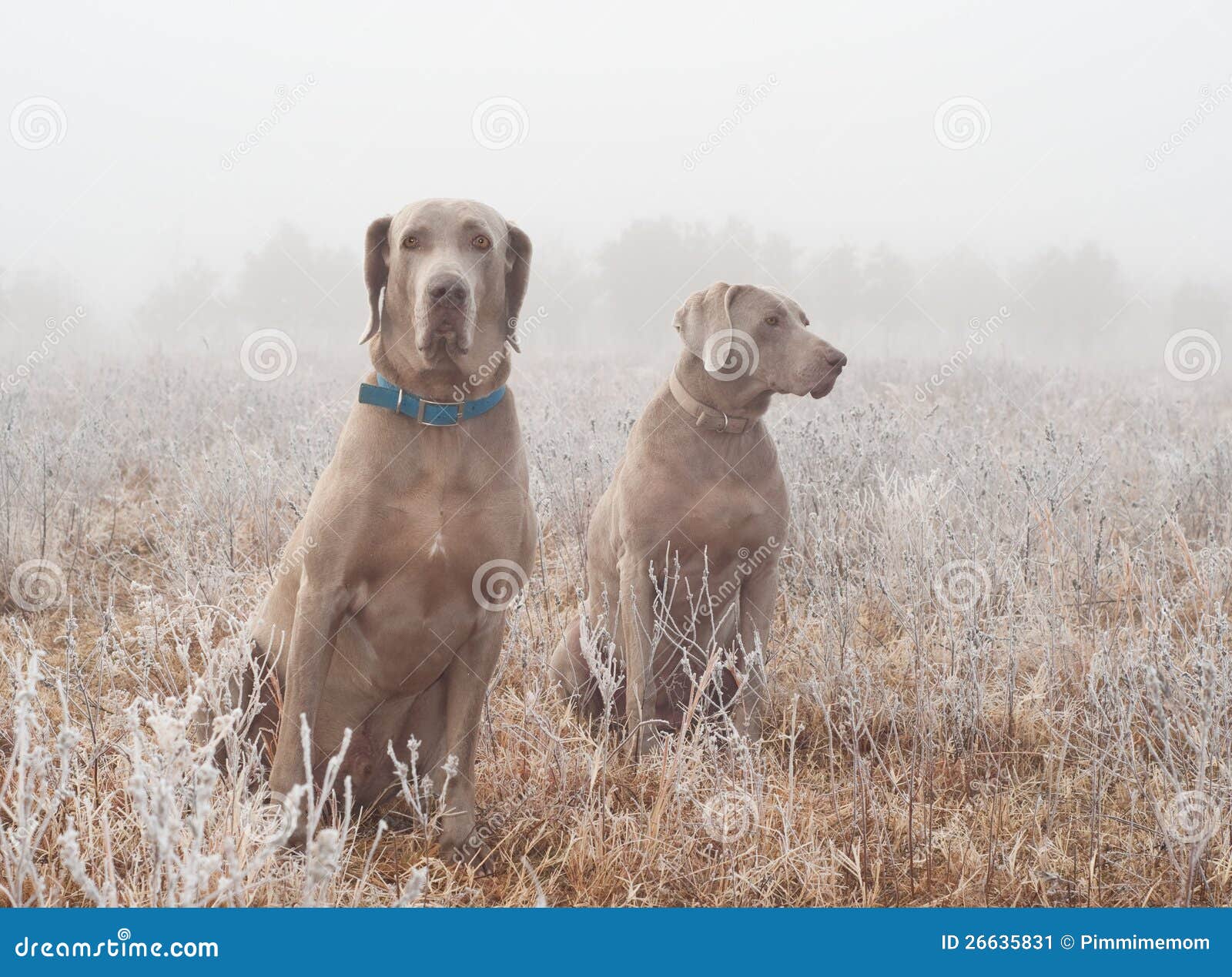 Due cani di Weimaraner in nebbia pesante su una mattina fredda e gelida di inverno