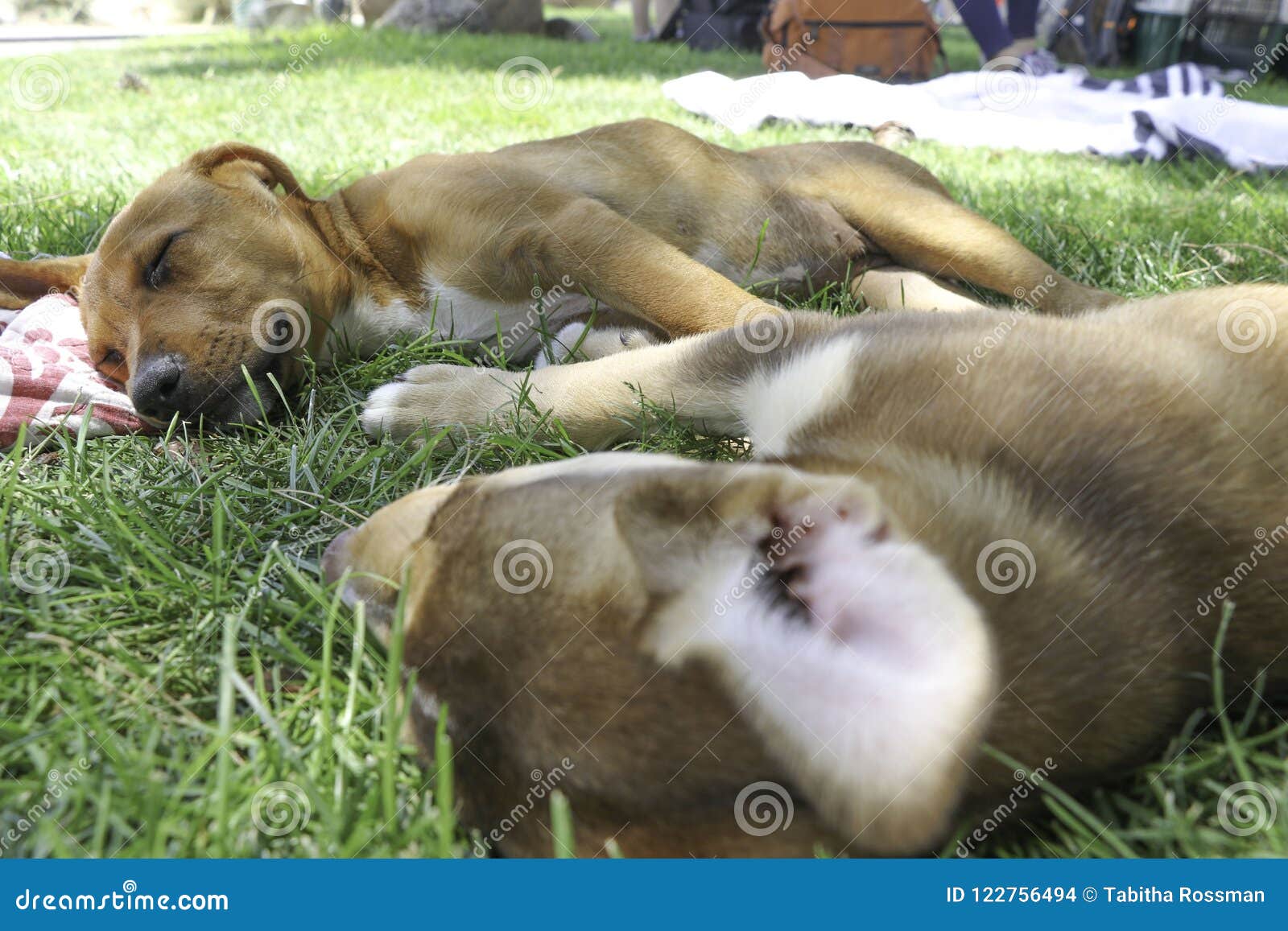 Due Cuccioli Felici Di Sonno Fotografia Stock Immagine Di Presa Puppies