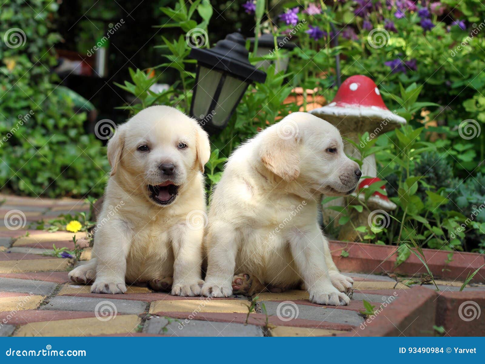 Due Cuccioli Felici Gialli Di Labrador In Giardino Fotografia Stock Immagine Di Labrador Yellow