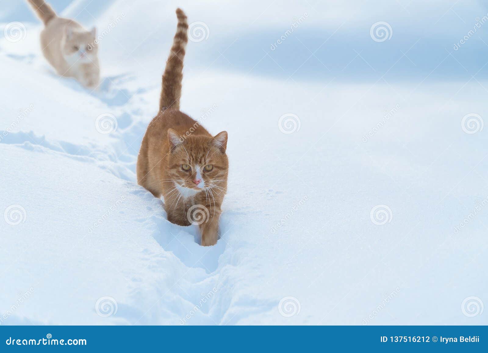 Due gatti vanno sugli animali della neve nell'inverno Gatto rosso nella neve