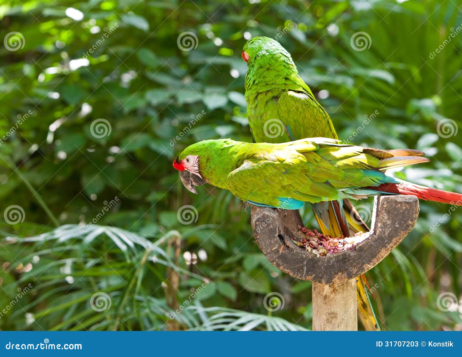Libro Da Colorare Cacatua Pappagallo Nella Foresta Pluviale | Vettore - Foto 8