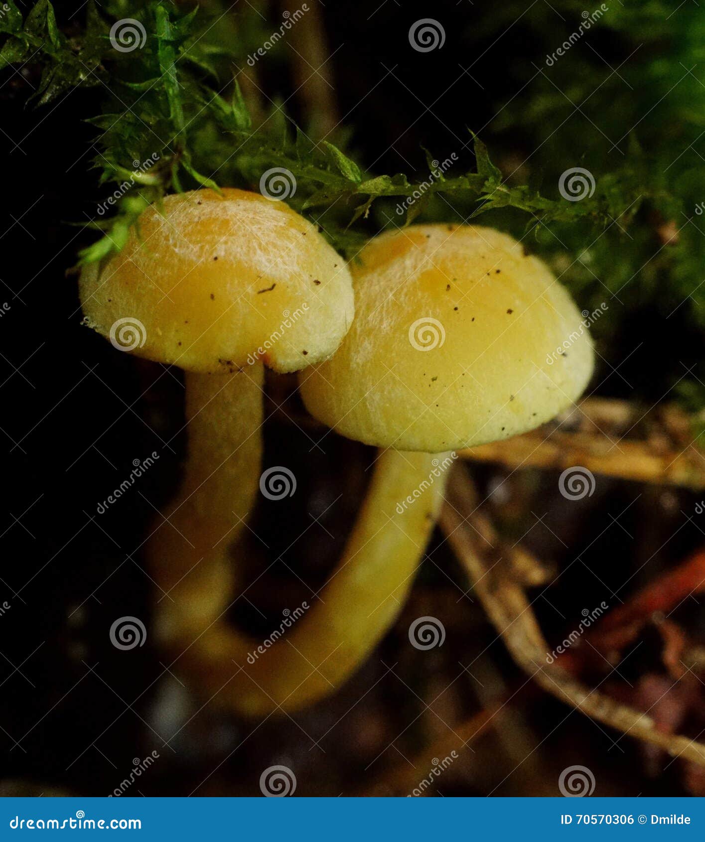 Due Piccoli Funghi Gialli Sotto Muschio Fotografia Stock Immagine di