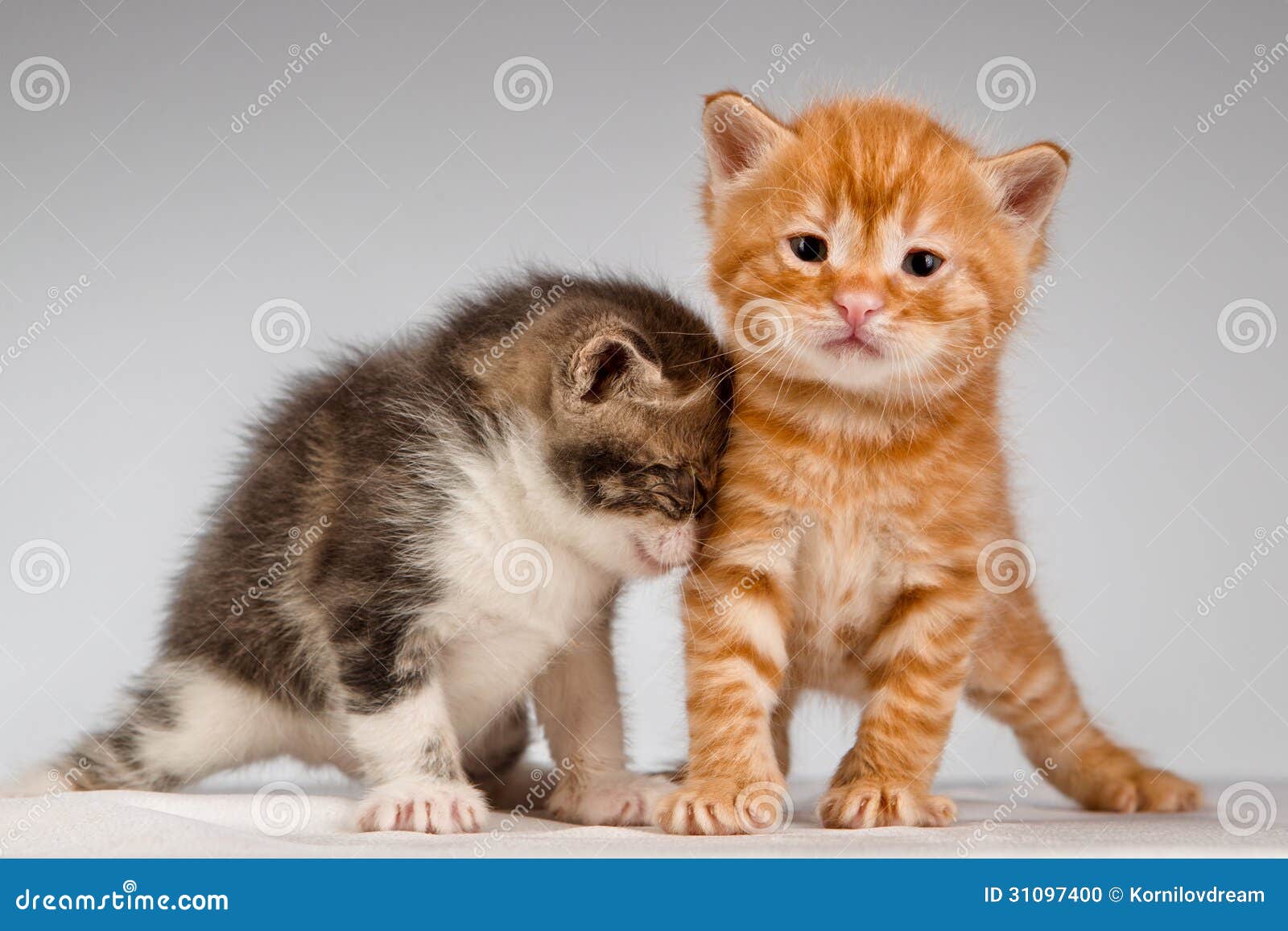 943 Gattini Divertenti Foto Foto Stock Gratis E Royalty Free Da Dreamstime