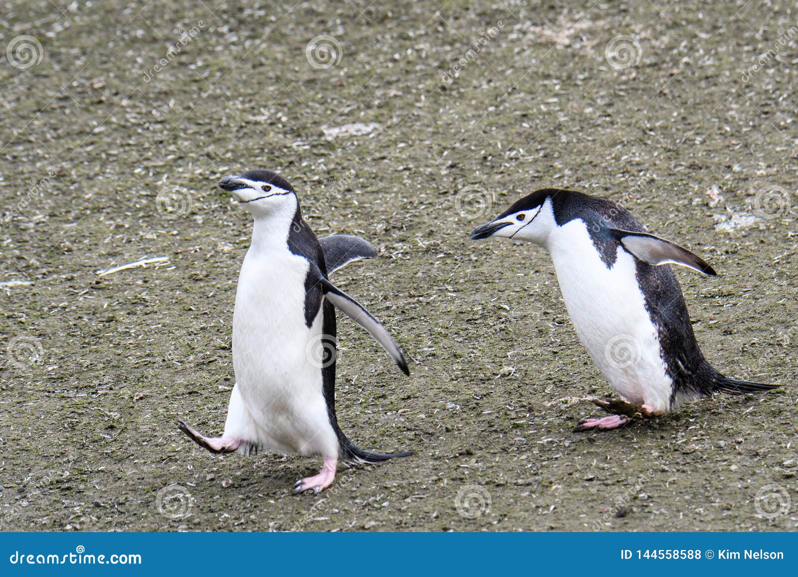 Due pinguini adulti di sottogola che si inseguono attraverso la sporcizia, isole di Aitcho, isole Shetland del sud, Antartide