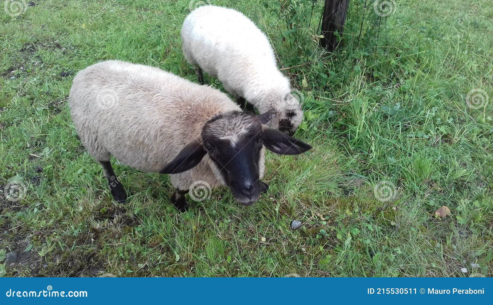 due simpatiche pecore bianche con muso nero