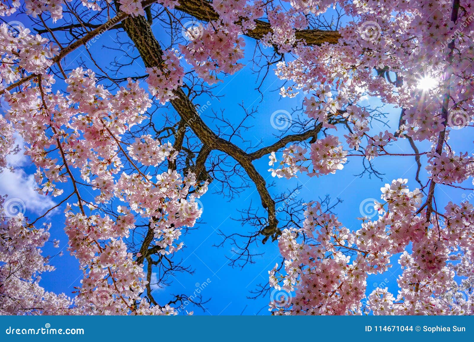 Sakura of April in Washington, Dc, United States Stock Photo Image of