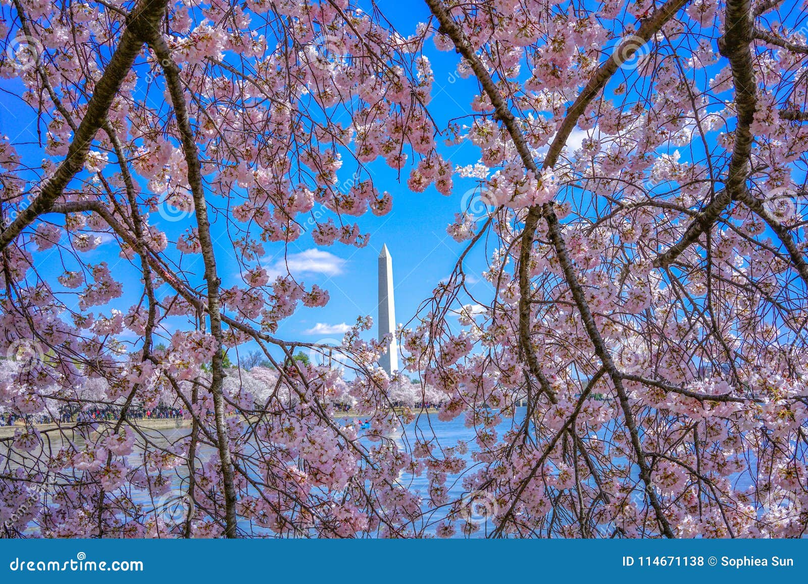 Sakura Of April In Washington, Dc, United States Stock Photo Image of