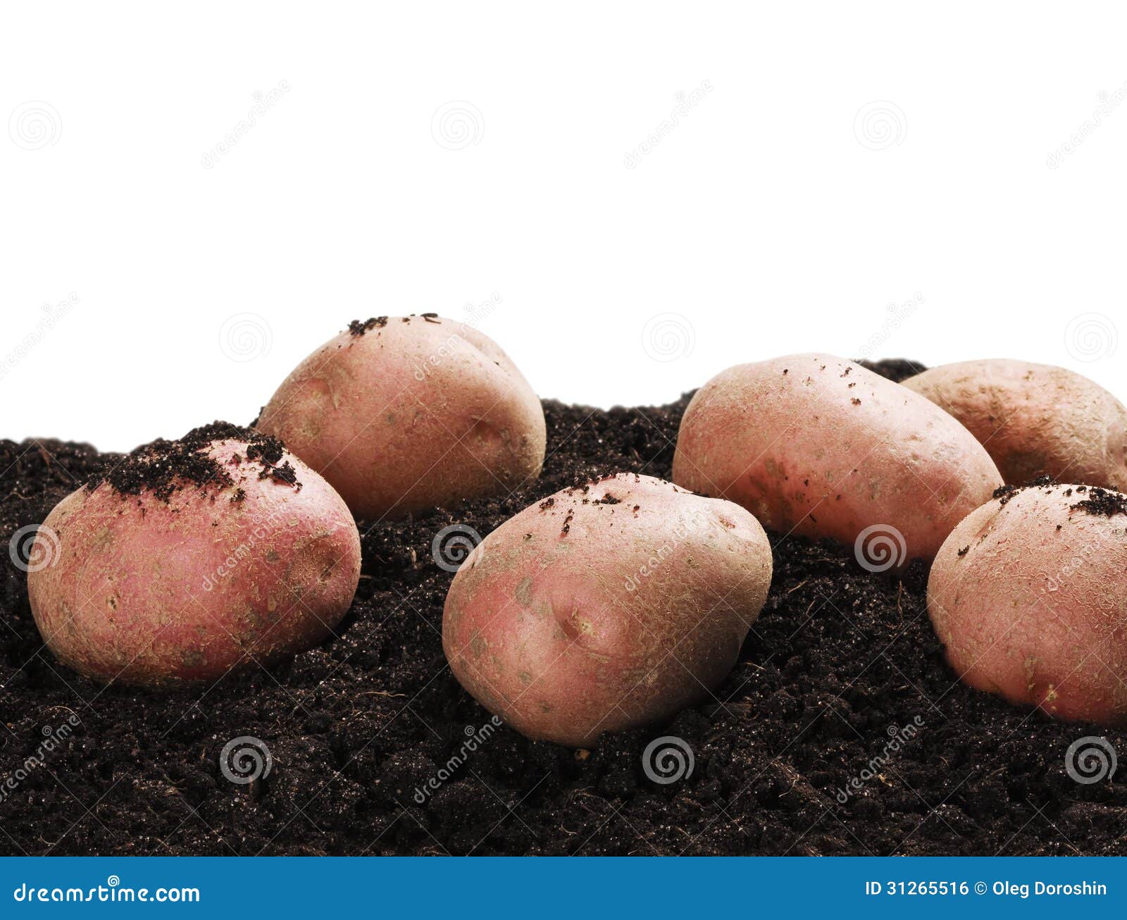 Dug potatoes on the ground stock photo. Image of ingredient 31265516