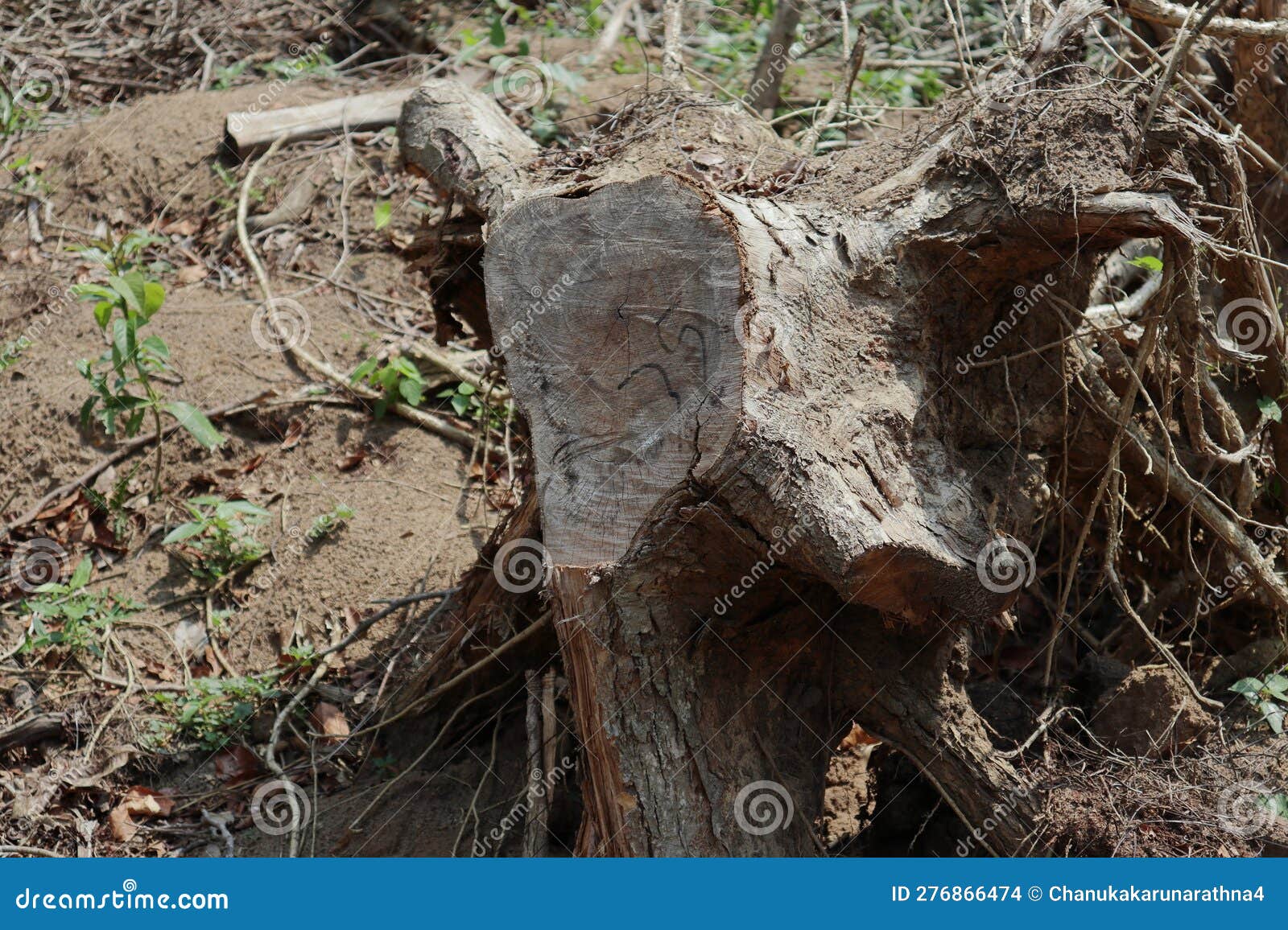 A Dug Tree Stump with the Roots, the Stump Was Excavated from the Soil ...