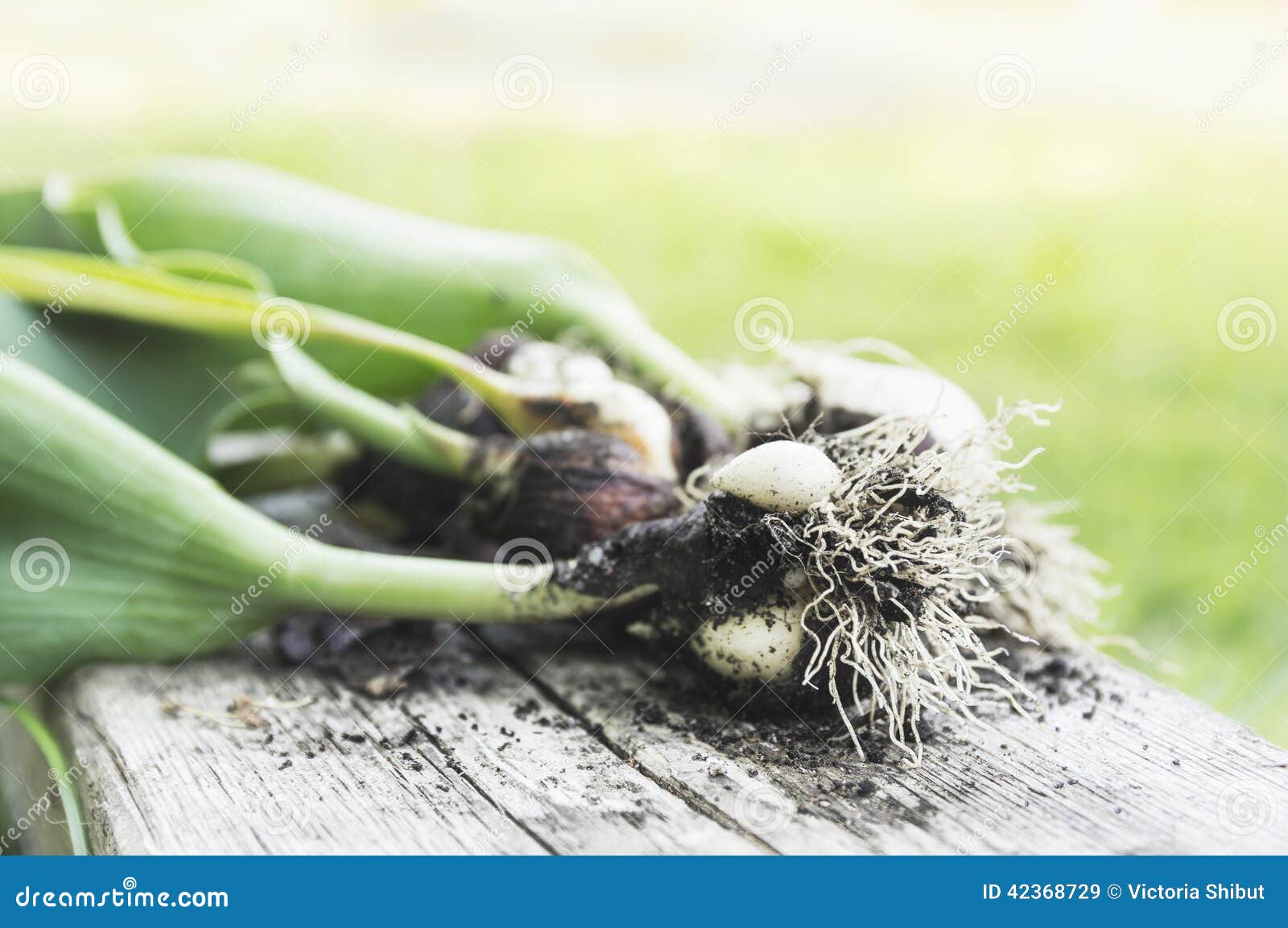 Dug Tulip Bulbs on Wooden Table Stock Image Image of onion, grow