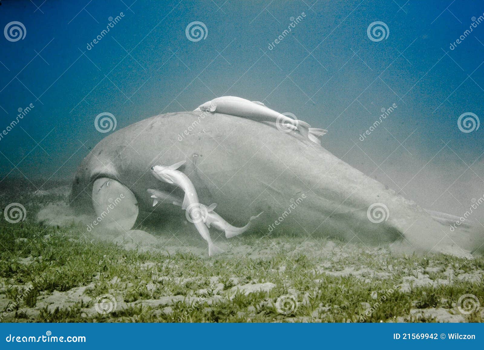 Dugong stock photo. Image of blue, underwater, animal 21569942