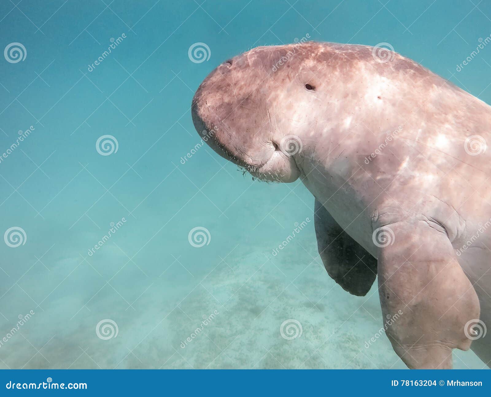 9,108 Sea Cow Stock Photos - Free & Royalty-Free Stock Photos from Dreamstime 9,108 Sea Cow Stock Photos - Free & Royalty-Free Stock Photos from Dreamstime